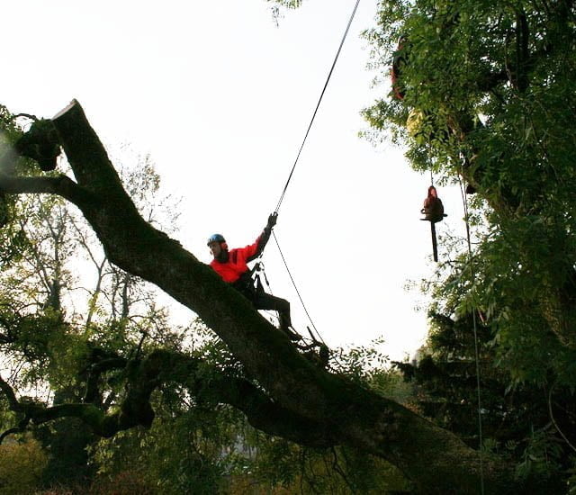 arborist