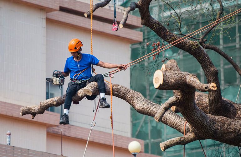 tree cutting