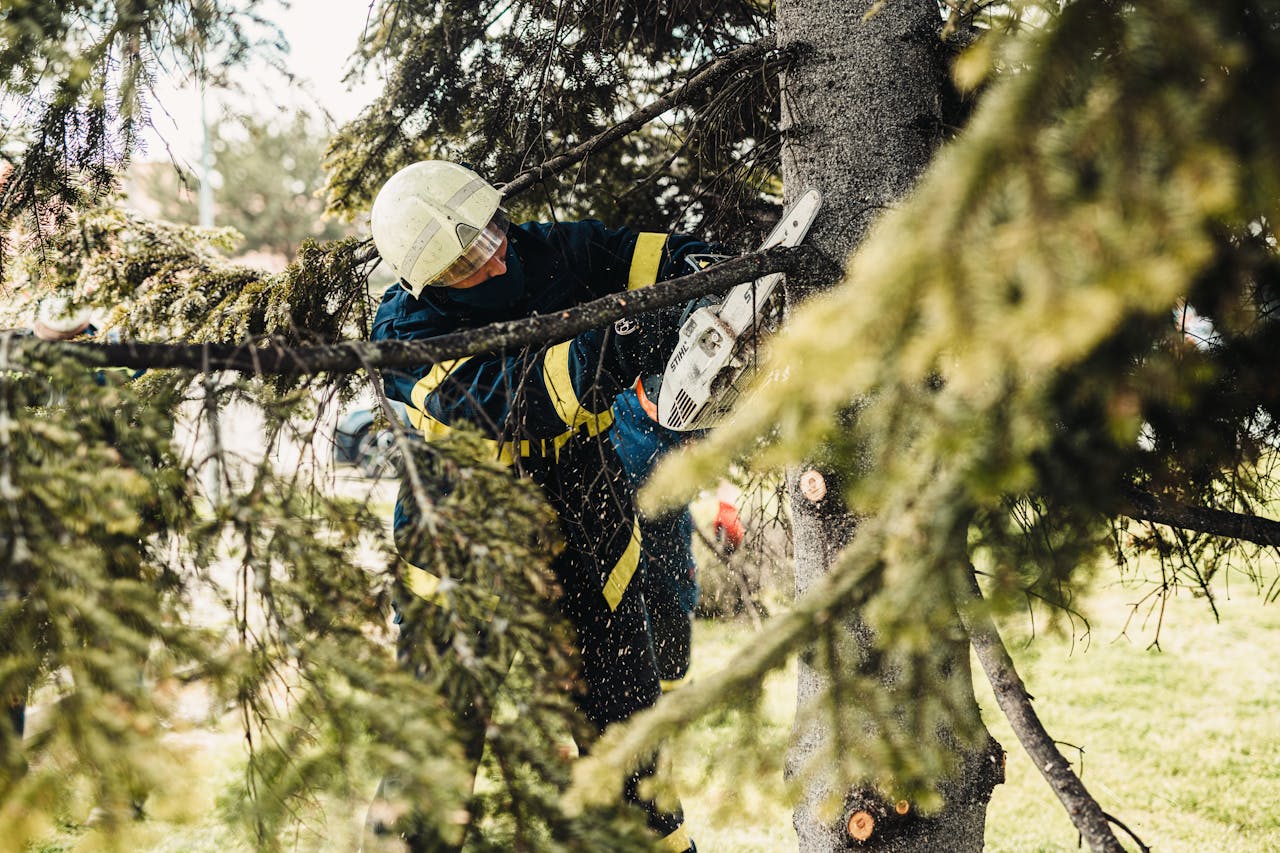arborist